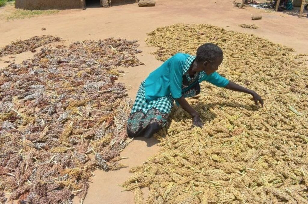 Grain drying process in a rural area, woman kneeling on the ground, vivid blue dress, yellow and brown grains spread in the sun, traditional farming practice, warm sunny day, agricultural activity, community effort, sustainable farming techniques, rural livelihood.