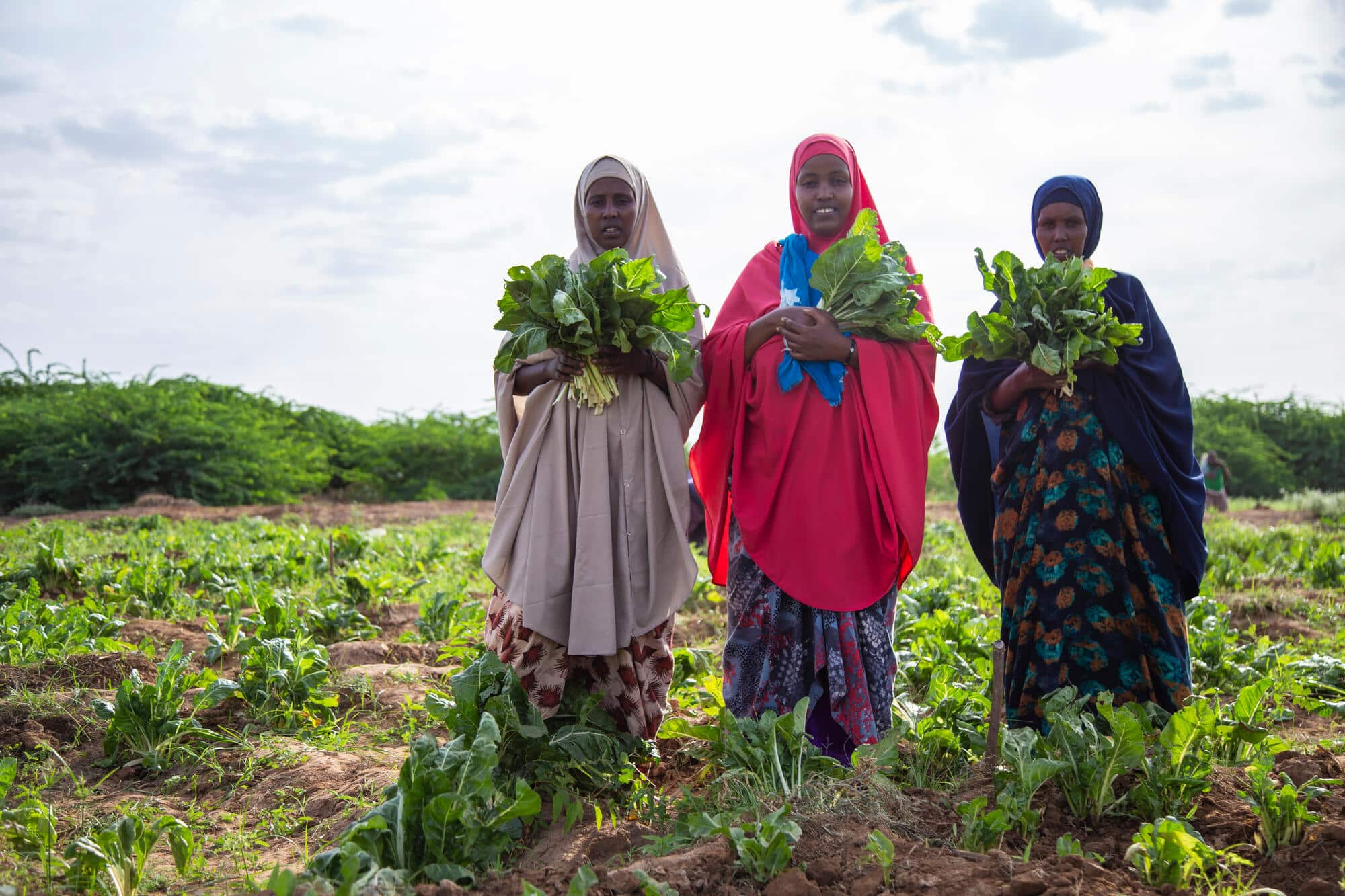 The Somalia Joint Response Comes to an End, a Cause for Celebration ...